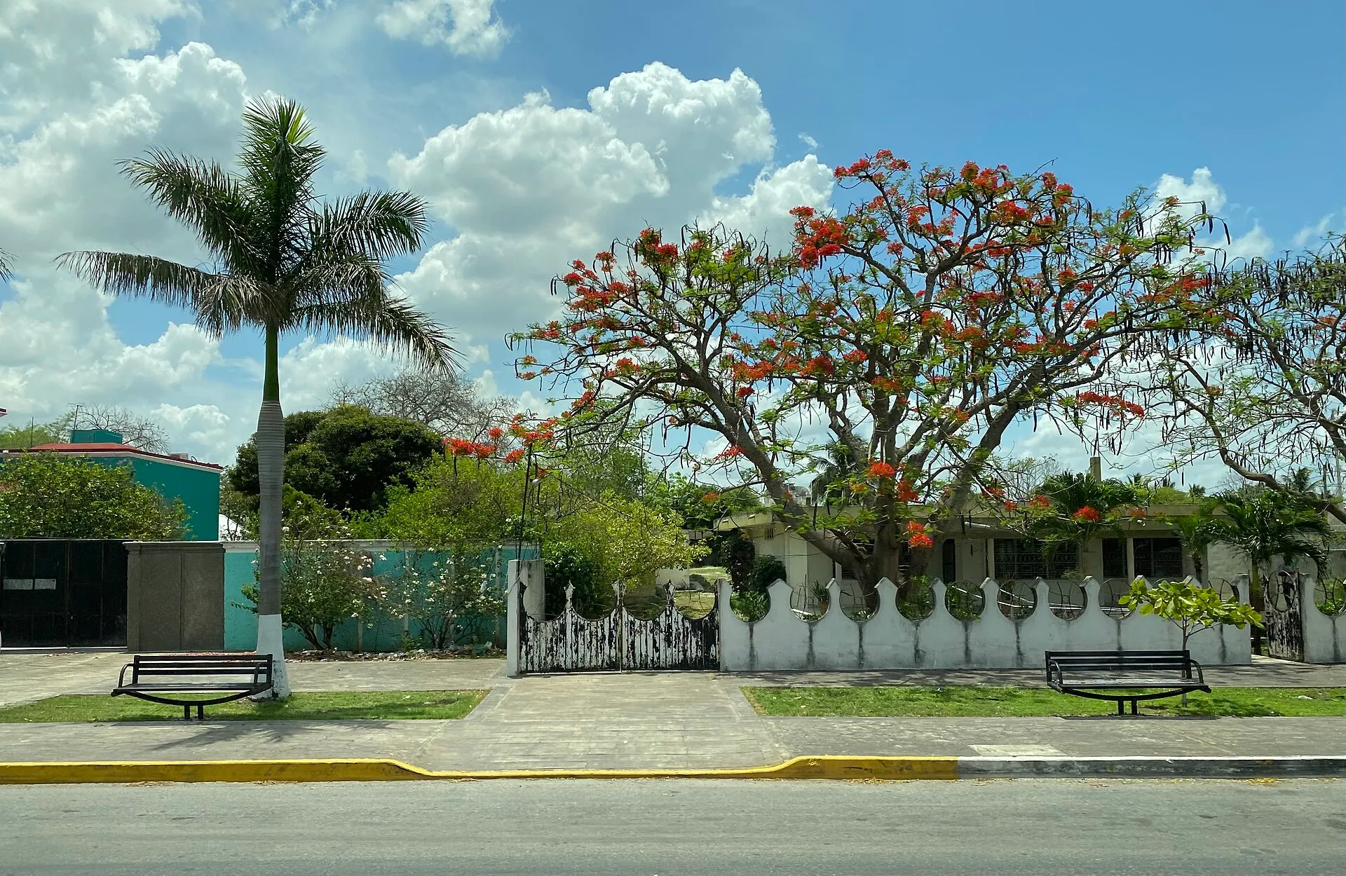 Avenida de Champotón con un framboyán florido