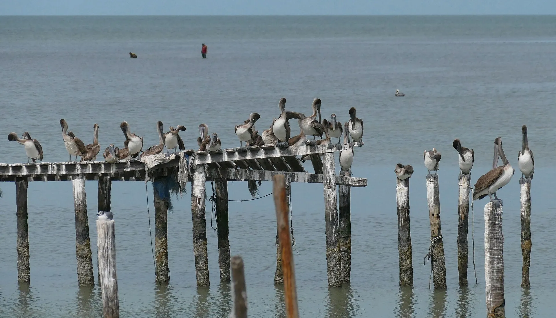 Pelícanos pardos juveniles posados cerca de la costa