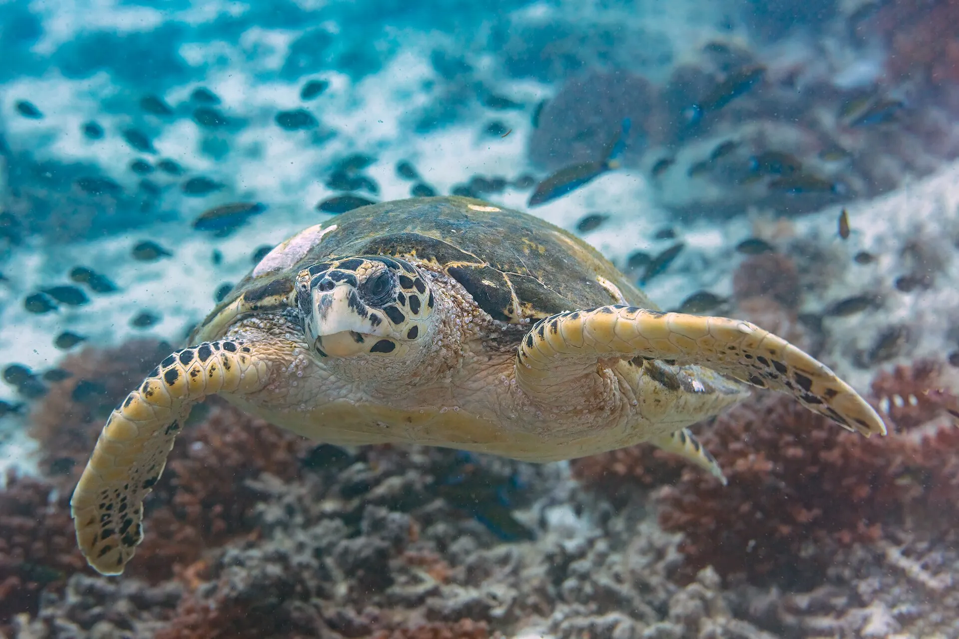 Tortuga carey nadando sobre un arrecife